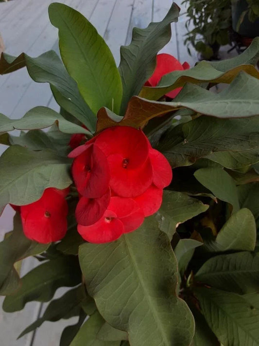 Red Crown of Thorns Cutting - Esqueje de Corona de Cristo Rojo - Euphorbia milii (No roots)