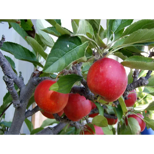 Dwarf Fuji Apple Tree Bare Root - Malus domestica - Fruit Tree for Home Garden, Compact Size, Easy to Grow