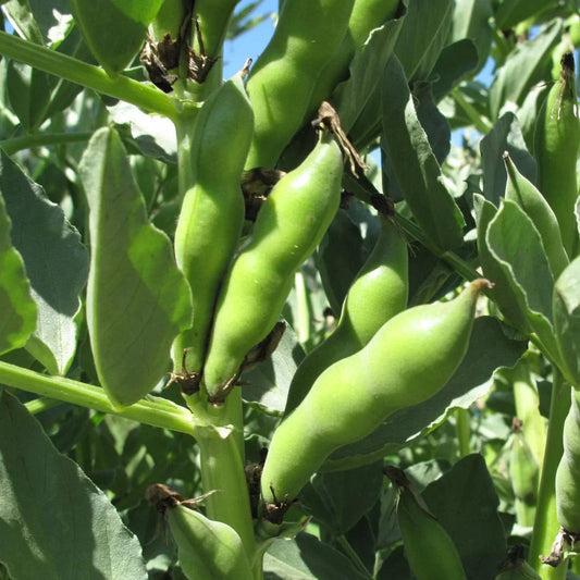 Broad Windsor Fava Bean Seeds - 20+ Count - Cold Tolerant - Vicia faba
