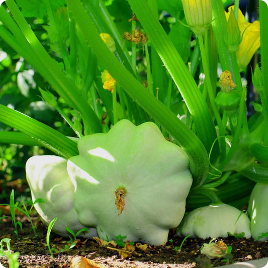 Bennings Green Tint Scallop Summer Squash Seeds, Non-GMO Pattypan, Vegetable Seeds for Garden, Cucurbita pepo