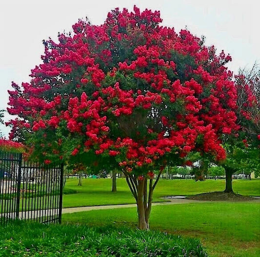Crape Myrtle Tree Seeds - Fast Lilac Flower Plant (Lagerstroemia Indica) - Easy to Grow, Vibrant Color