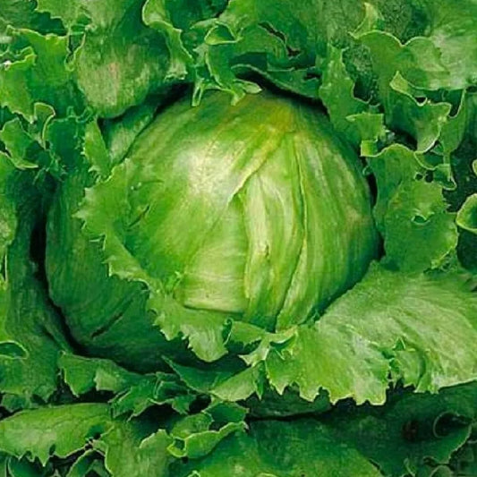Crisphead Great Lakes Lettuce Seeds | NON-GMO Heirloom Lettuce | Vegetable Seeds for Home Garden