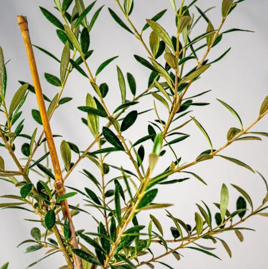 Live Arbequina Olive Tree – 5-10 Inches Tall – Rooted – Olea europaea