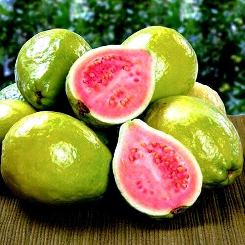20 Lemon Apple Pink Guava Tree Seeds - 'Ruby Supreme' Psidium guajava - Tropical Fruit Variety for Home Gardening
