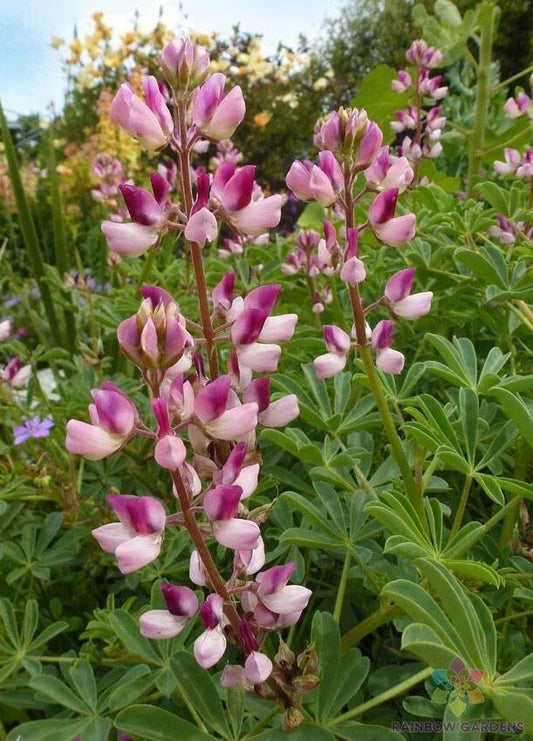 Rodeo Rose Lupine Seeds - 25+ Pack for Garden Planting - Lupinus polyphyllus - USA Grown