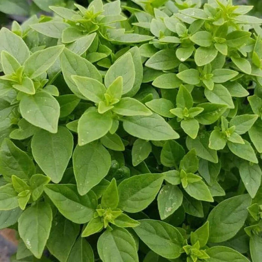 Dwarf Greek Basil Seeds - 200+ Count, Non-GMO Culinary Herb for Cooking - Ocimum basilicum