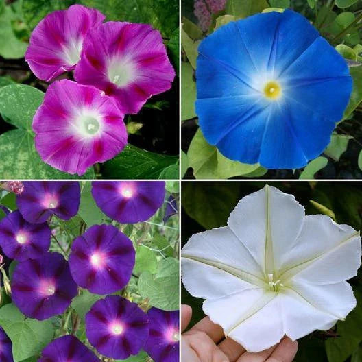 Morning Glory Seeds - TOP O' THE MORNING Mix - Tall Vine, Hummingbird Attracting, Non-GMO - 100 Seeds