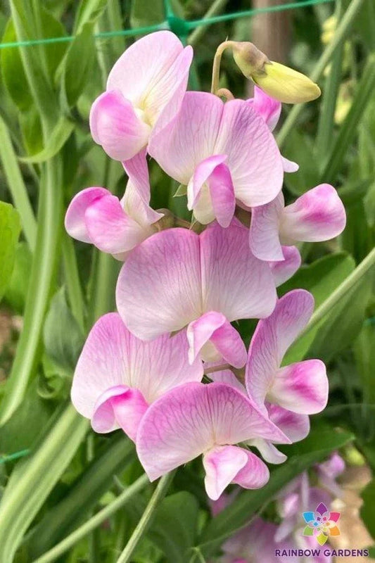 Lathyrus latifolius Pink Pearl Perennial Sweet Pea Seeds - 50+ Seeds - Pink Flowering Garden Plants