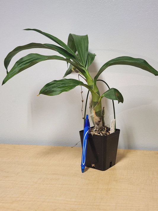 Cycnoches Cooperi x Sib Orchid - Spiking Now! Uncommon Copper Color Hybrid - Rare Orchid Plant for Collectors