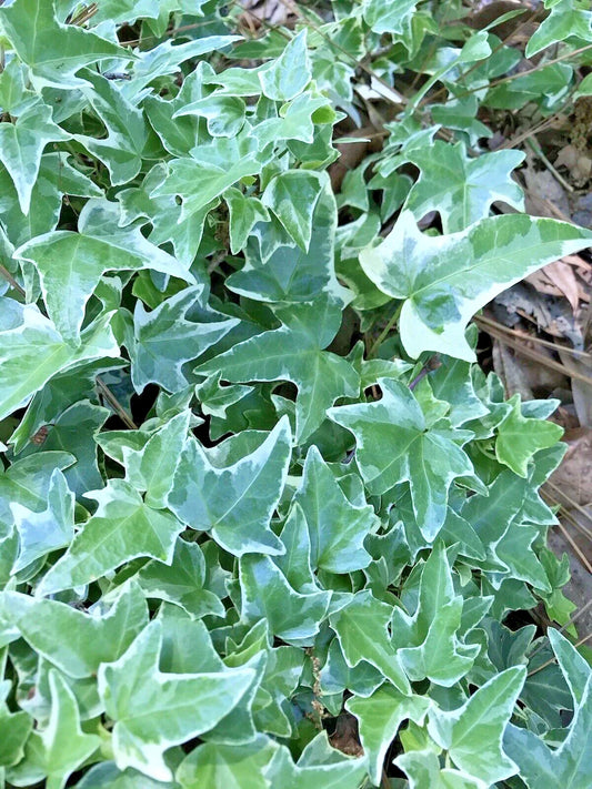 Variegated Ivy Ground Cover Plants Set of 7, 4"-8" Live Bare Root, Perfect for Shade - Hedera helix