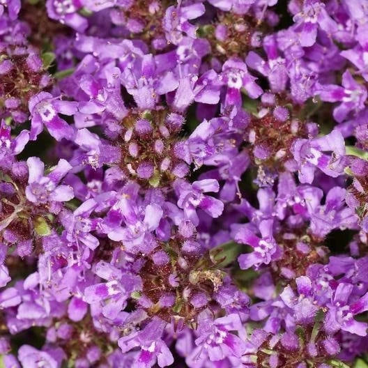 Creeping Thyme Seeds, Dwarf 6 Inch Variety, Beautiful Blooms, Non-GMO, Thymus serpyllum