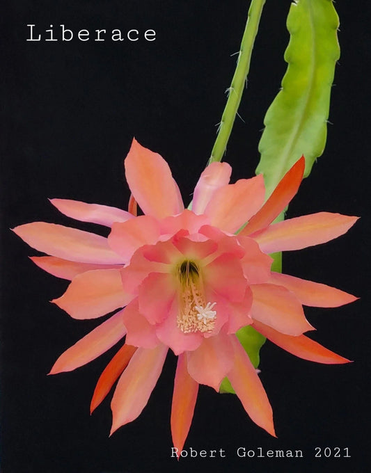 Epiphyllum 'Liberace' Unrooted Cutting - Rare Orchid Cactus - Stunning Indoor Plant - Perfect for Collectors