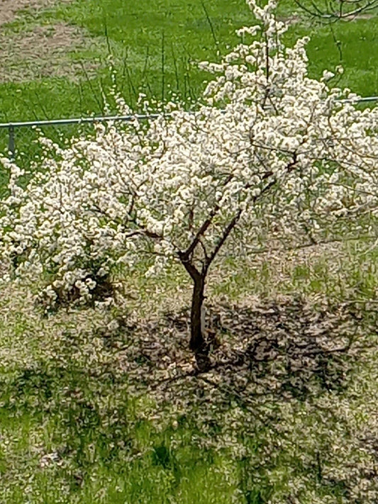 Live Small Plum Tree, Dwarf Variety, Perfect for USA Gardens, Hardy in Zones 2-9, Prunus domestica