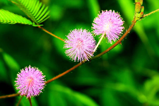 Sensitive Plant Seeds - 100 Count - Exotic Flower Seeds - Mimosa Pudica - Fast-Growing Tropical Plant