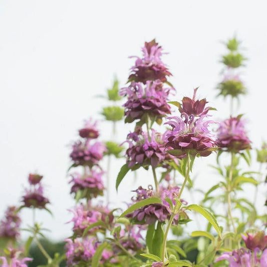 Lemon Mint Seeds Non-GMO Culinary Herb, Aromatic Herb Seeds, Mentha × piperita 'Citrata'