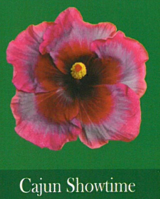 Rooted Tropical Hibiscus Small Starter Plant - Cajun Showtime - Hibiscus rosa-sinensis - Ships Bare Root