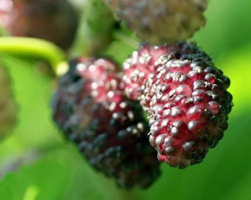 Dwarf Everbearing Mulberry Tree Live Plant - Morus nigra Edible Fruit - Compact Variety for Home Gardens
