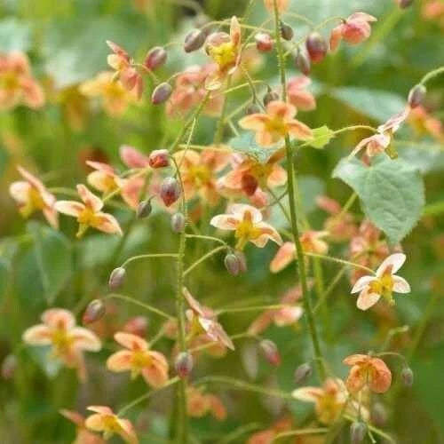 Epimedium Warleyense 'Orange Queen' Fairy Wings Plant - Shade Perennial with Orange Flowers - Ground Cover Plant
