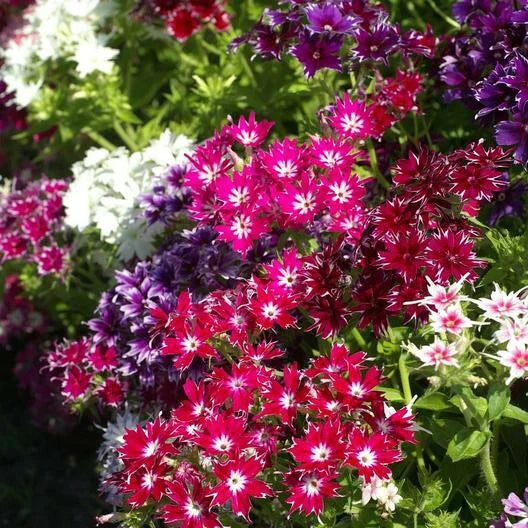 Phlox Seeds - 200 Heirloom TWINKLE MIX - Fringed Petals, Non-GMO, Colorful Garden Flowers, Phlox paniculata