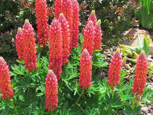 Red Arrow Lupine Seeds - 25+ Pack for Garden Planting - Lupinus polyphyllus - USA