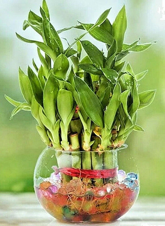 Lucky Bamboo Plant - 8 Stalks - Approx 4" Long - Feng Shui Water Plant - Dracaena sanderiana