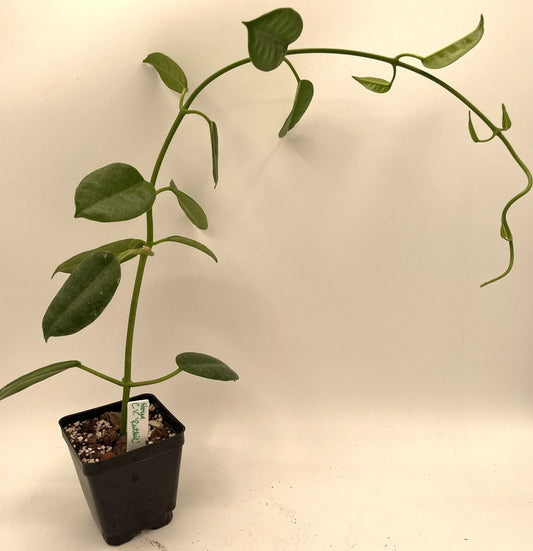 Hoya Ruthie Plant in 3.5" Pot - Fully Rooted Eriostemma - Indoor Houseplant for Home Decor and Air Purification