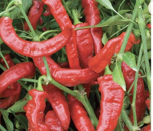 Lot of 3 Live Jimmy Nardello Sweet Pepper Plants - 75 Days Old - Capsicum annuum