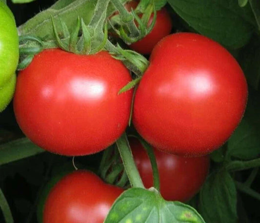 Sub Arctic Plenty Tomato Seeds 50+ Count, Determinate Variety, Heirloom Vegetable Garden - Solanum lycopersicum