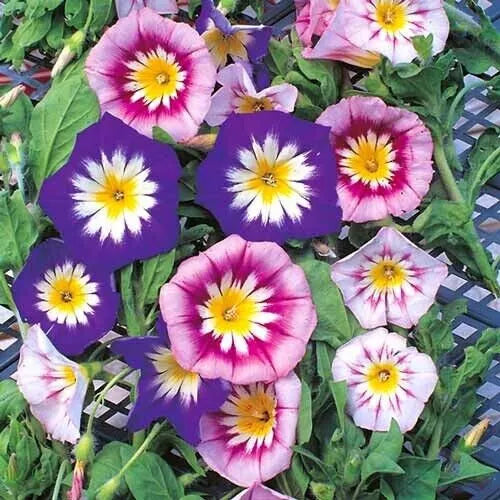 Morning Glory Seeds - Dwarf Ensign Mix - 25 Seeds - Ipomoea purpurea - Easy to Grow, Colorful Climbing Flowers