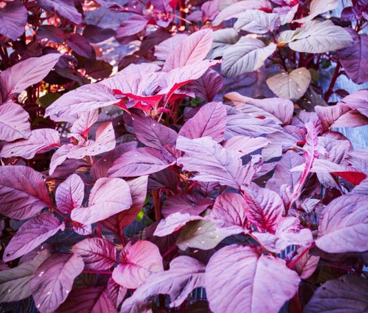 Red Garnet Amaranth Seeds - 1000+ Red Spinach Kiwicha Microgreens Garden Seeds - Amaranthus cruentus