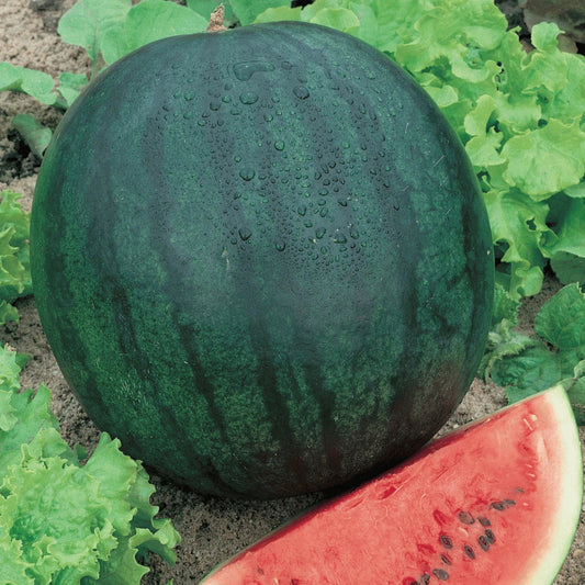 Sugar Baby Watermelon Seeds - 5 Pack - Citrullus lanatus - Free USA Shipping