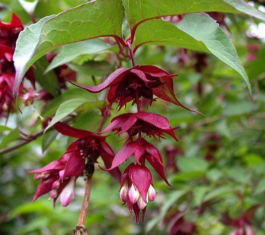 Himalayan Honeysuckle Bush Seeds - 201 Hardy Perennial Seeds - Maries Green Garden - Easy Planting