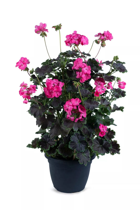 Climbing Geranium Plants, 4 Plugs, Hot Pink Flowers, Geranium Zonal 'Tall Dark & Handsome', Annual Live Starter Plants