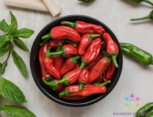 Tabiche Hot Pepper Seeds - 25+ Seeds for Garden Planting - Capsicum chinense - USA