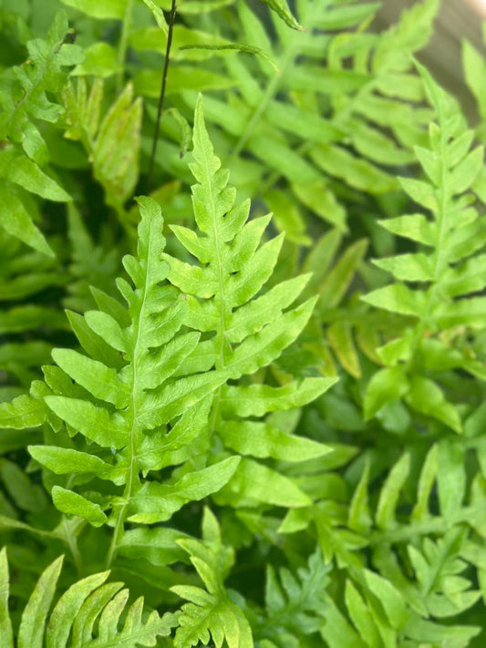 Leatherwood Fern Bare-root | Hardy Fern Variety | Chamaedorea elegans