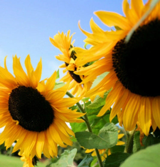 Sunflower Seeds - Huge Black Oil Mammoth Variety - Helianthus annuus - Ideal for Planting 2025
