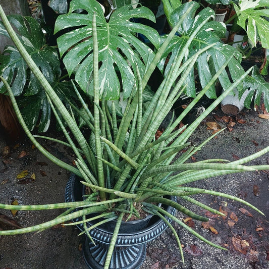 Snake Plant Cylindrica - Rooted Live Starter Plant - Sansevieria - African Spear - Indoor Houseplant