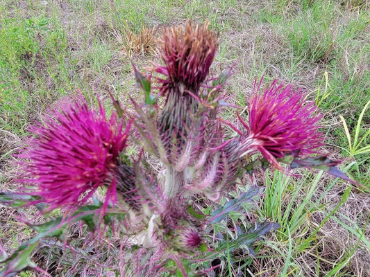 Purple & Yellow Thistle 25 Seeds | Cirsium horridulum | Florida Native Wildflower