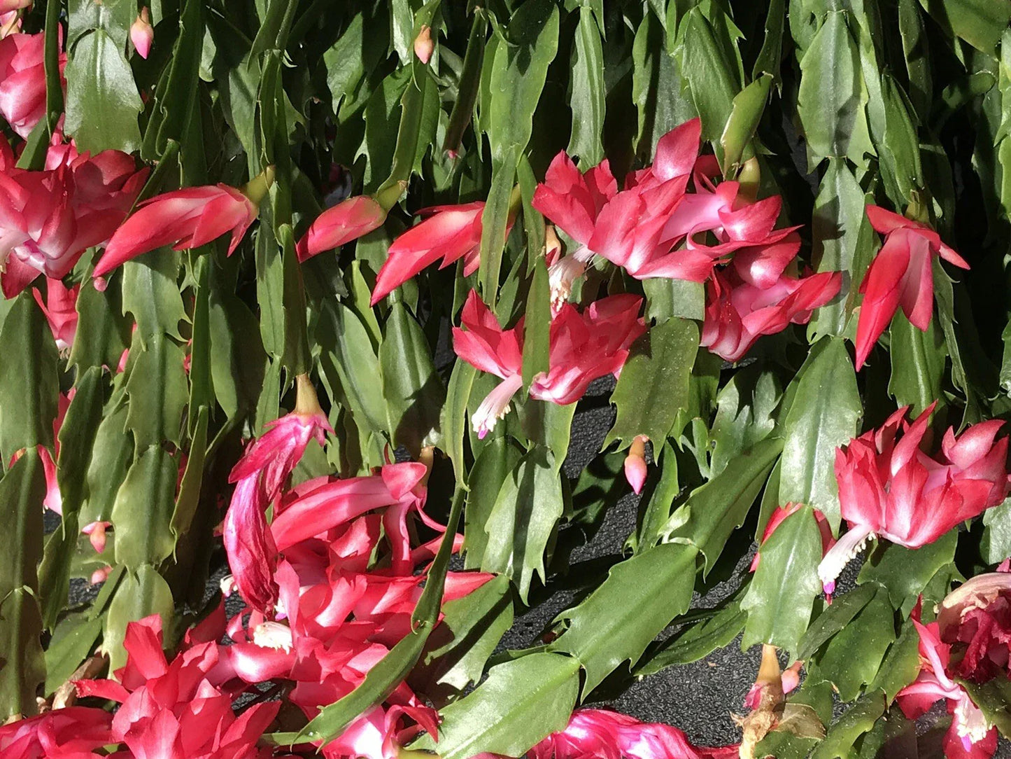 Christmas Cactus Cuttings 6 Fresh Cuttings 4 Segments Schlumbergera Buckleyi Old Fashion