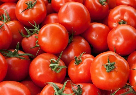 Bush Early Girl Hybrid Tomato Seeds - 50 Bulk Seeds - Bush Type Plant - Solanum lycopersicum