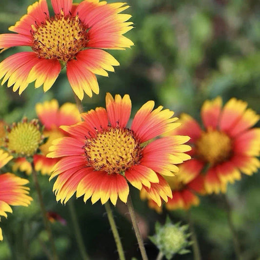Indian Blanket Seeds - 200 Pack - Gaillardia pulchella - Native Wildflower Seeds - USA Seller