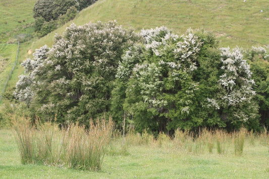 White Kanuka Tea Tree Seeds - 100+ Seeds - Kunzea ericoides - Free Shipping