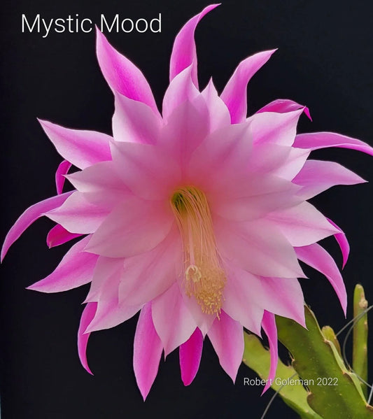 Unrooted Cutting Epiphyllum 'Mystic Mood' - Rare Orchid Cactus - Unique Houseplant for Collectors