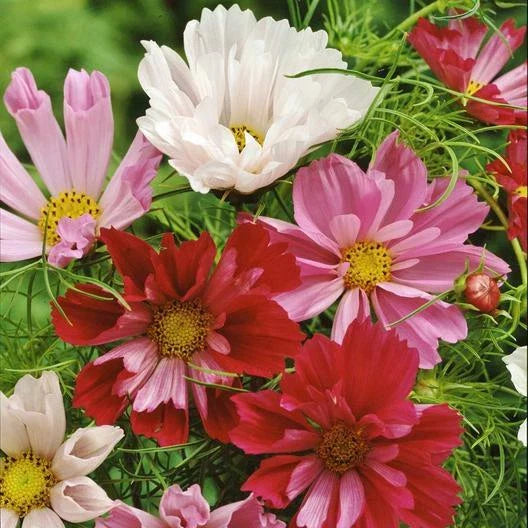 Cosmos Seeds SEASHELLS Mix Non-GMO Rare AAS Winner 200 Seeds - Colorful Tubular Flowers for Garden and Floral Arrangements