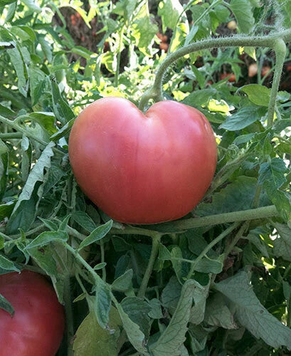 Pink Oxheart Tomato Seeds 50 Ct - Heirloom, Non-GMO Vegetable Seeds for Home Garden - Solanum lycopersicum