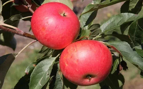Discovery Apple Seeds - 25+ Pack for Garden Planting - Malus domestica - USA Grown, Non-GMO, Free Shipping