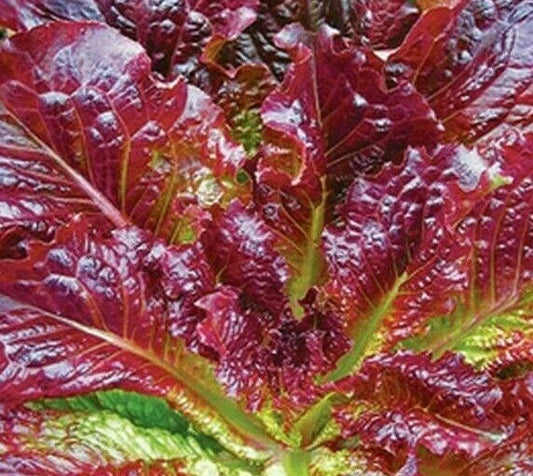 Red Romaine Lettuce Seeds - 1000+ Healthy Garden Leafy Greens - Ideal for Salads - Romaine Lettuce (Lactuca sativa)