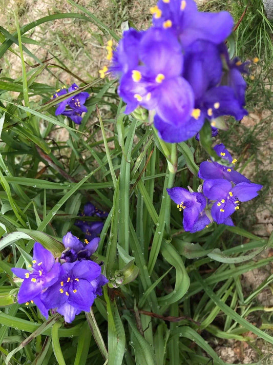 Spiderwort Plant Rhizome Bulb - 25 Bare Root Perennial with Purple Flowers (Tradescantia)