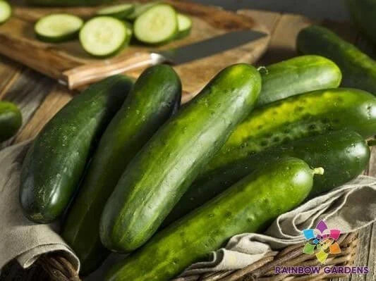 Slicemaster Select Cucumber Seeds - 25+ Pack for Garden Planting - Cucumis sativus - USA Grown, Free Shipping