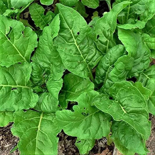 Perpetual Spinach Swiss Chard Seeds - Non-GMO Beta Vulgaris Cicla - USA Grown - Free Shipping